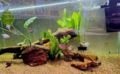 Acuario Acuario Acuatep