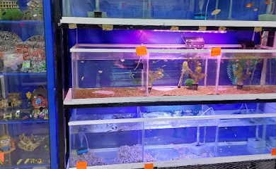 Acuario Acuario Campeche y Pet Shop