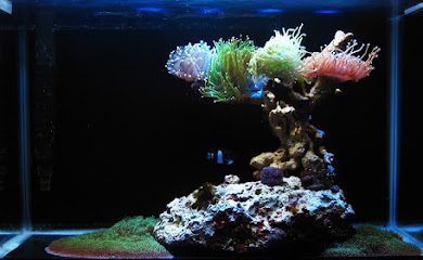 Acuario Acuario Habitat