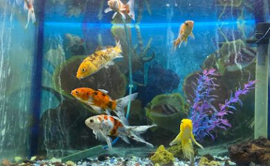 Acuario Acuario Montiel