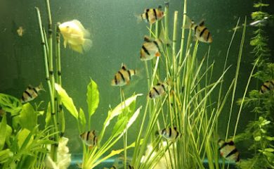 Acuario Acuario RED FISH