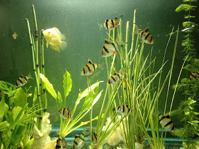 Acuario Acuario RED FISH