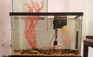Acuario Acuario Rimem/Vet
