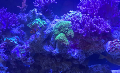 Acuario Aqua Reef