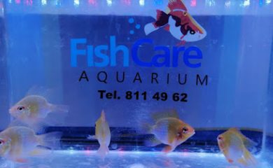 Acuario Dog & Fish Care