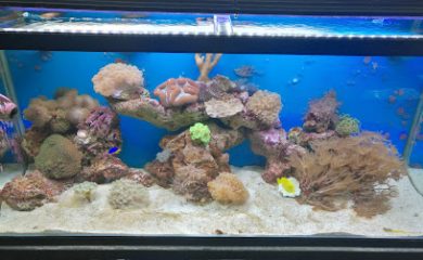 Acuario Fauna Acuario