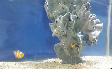 Acuario Patlán Peces & Acuarios