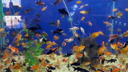Acuario Pezcota