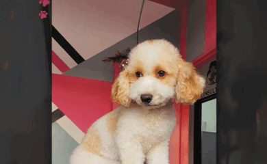 Clínica Veterinaria & Spa Canino Santa Lucía