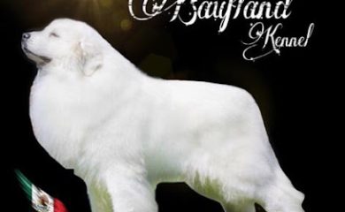 Criador canino Baufland Gigante de los Pirineos