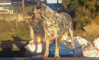 Cuidados veterinarios Forrajes Y Veterinaria Las Vegas