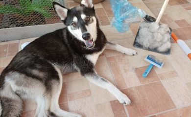 Cuidados veterinarios Hospital Veterinario