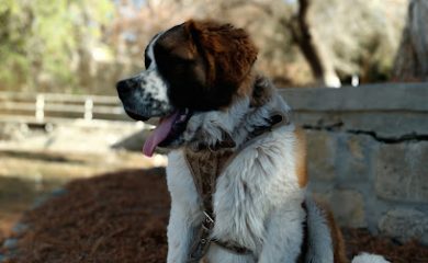 Cuidados veterinarios veterinaria Morelos