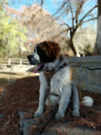 Cuidados veterinarios veterinaria Morelos