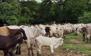 Farmacia veterinaria Farmacia Veterinaria Brahman