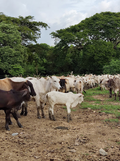 Farmacia veterinaria Farmacia Veterinaria Brahman