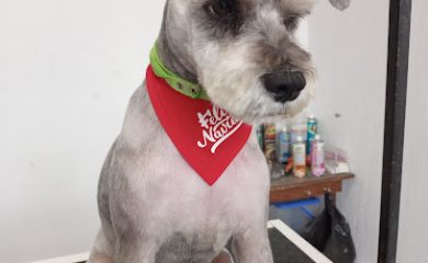 Peluquero de mascotas Canes BarberDog&Shop
