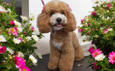 Peluquero de mascotas Canine Pet Spa & Boutique