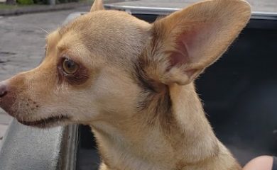 Peluquero de mascotas Duke Estética Canina