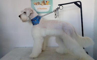 Peluquero de mascotas D´Huellitas Estetica canina