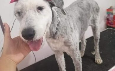 Peluquero de mascotas MAY Estetica Canina y Felina