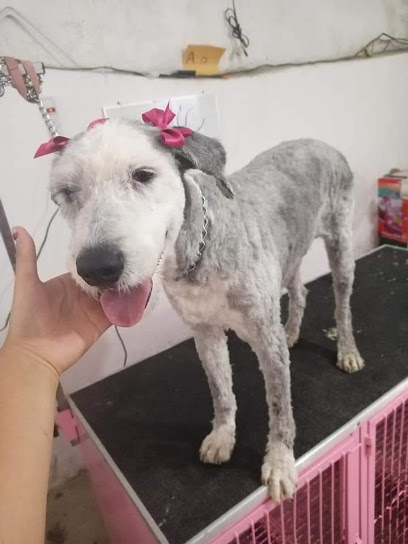 Peluquero de mascotas MAY Estetica Canina y Felina