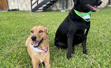 Peluquero de mascotas Mascota Caribeña