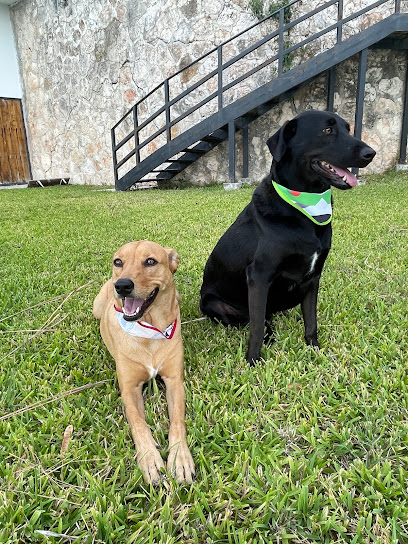 Peluquero de mascotas Mascota Caribeña
