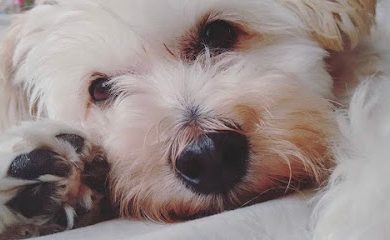 Peluquero de mascotas PUPPY SLyP