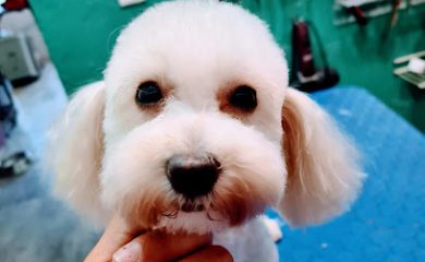 Peluquero de mascotas Que Chulos Perros Estetica Canina & PetShop