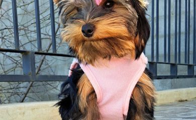 Peluquero de mascotas Rocky Pet petshop & estetica canina