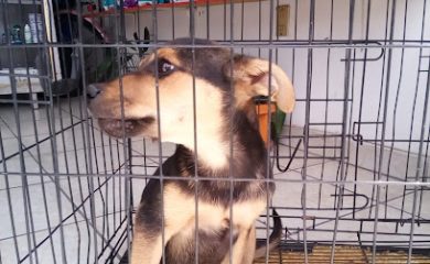 Peluquero de mascotas Style Puppies
