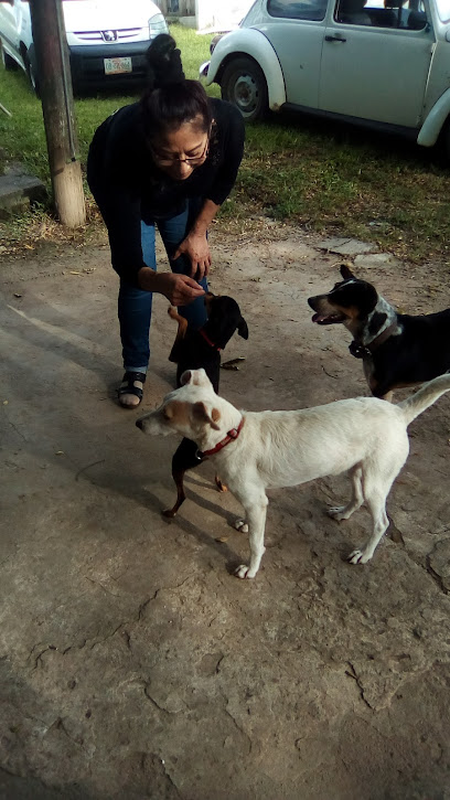 Servicio de adopción de mascotas APeGaTe Y Esteriliza