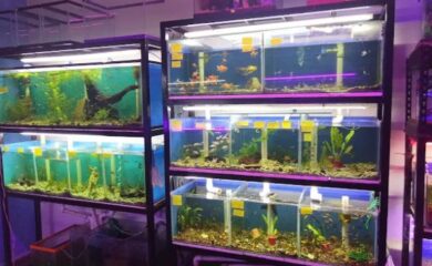 Tienda Naturalitos acuario
