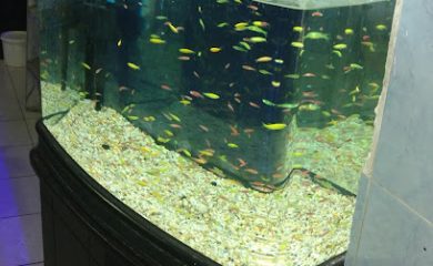 Tienda de acuarios Acuario Aqua fauna