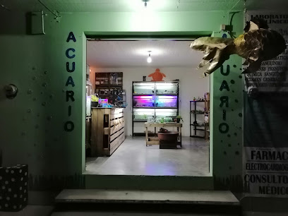 Tienda de acuarios Acuario goldeen