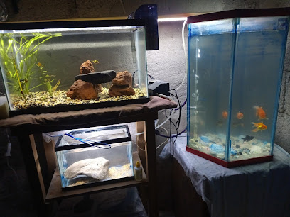 Tienda de acuarios Aqua Pet Pachuca
