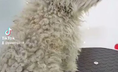 Tienda de alimentos para animales Estética canina