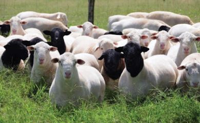 Tienda de alimentos para animales Forrajes el Herradero