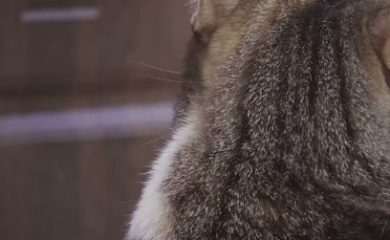 Tienda de alimentos para animales Ultrapremium pets