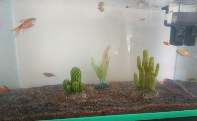 Tienda de animales AMAZONAS mascotas exóticas y acuario