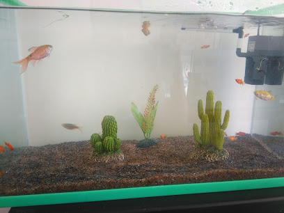 Tienda de animales AMAZONAS mascotas exóticas y acuario