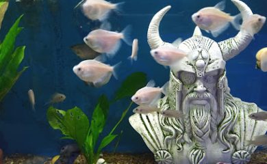 Tienda de animales Acuario