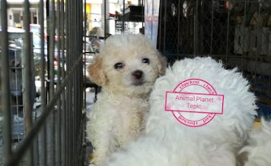 Tienda de animales Animal planet Tepic