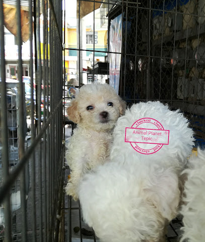 Tienda de animales Animal planet Tepic