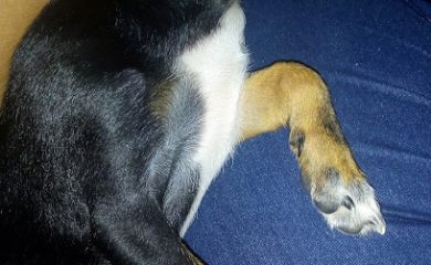 Tienda de animales BICHITOS Y KOSITAS