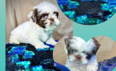 Tienda de animales Cachorros Finos