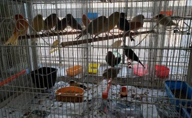 Tienda de animales Compra Venta de Canarios y Ninfas