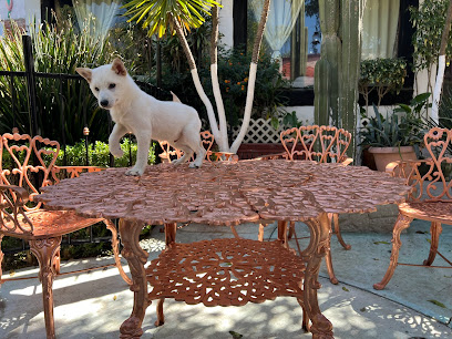 Tienda de animales Criadero GoldenDoodle Teotihuacán México