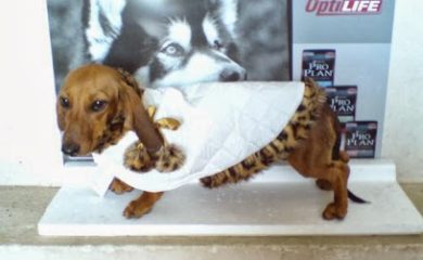 Tienda de animales El Club de las Mascotas